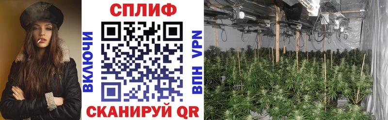 наркота  Муравленко  Канабис гибрид 